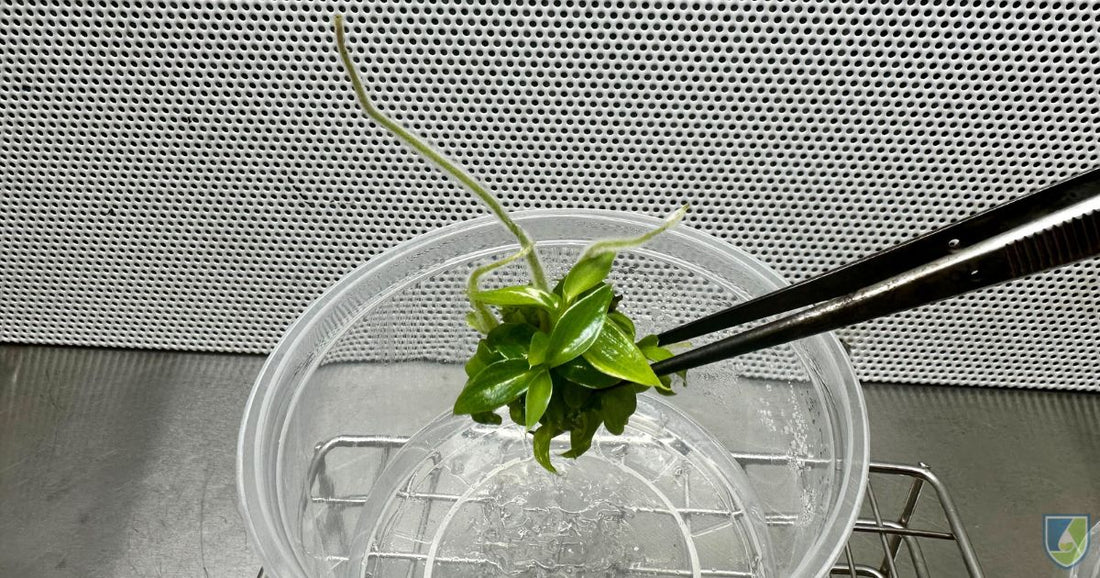 Tissue Culture Explants: Definition, Types, and Sterilization