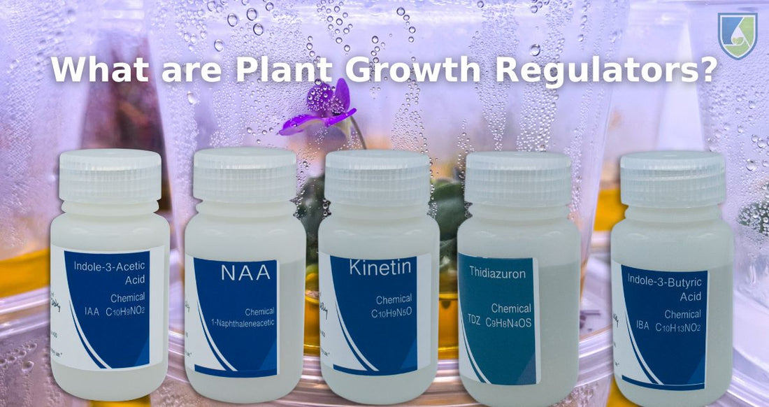 What Are Plant Growth Hormones?