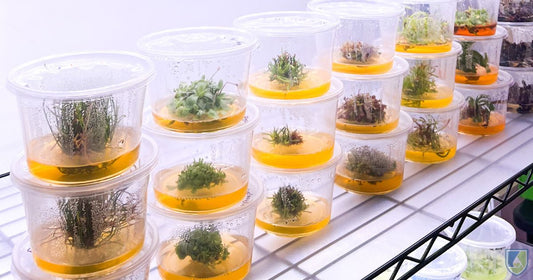 What Can Tissue Culture Do For Houseplant Businesses?