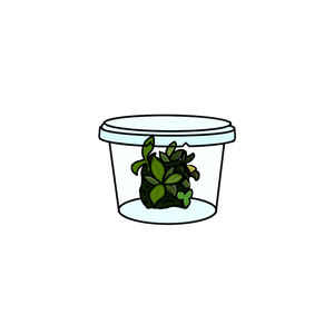 Icon Step 1