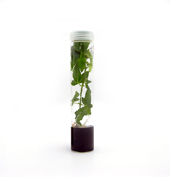 Roots™ Tissue Culture Media