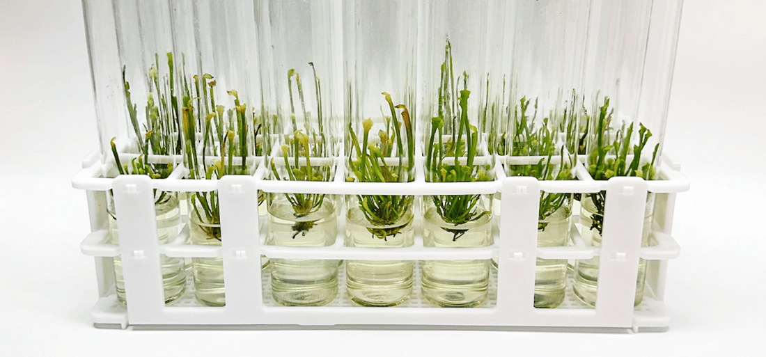 Vials of plant tissue culture with agar medium and growing plantlets, illustrating key techniques discussed in '10 Fascinating Facts About Plant Tissue Culture You Must Know'.