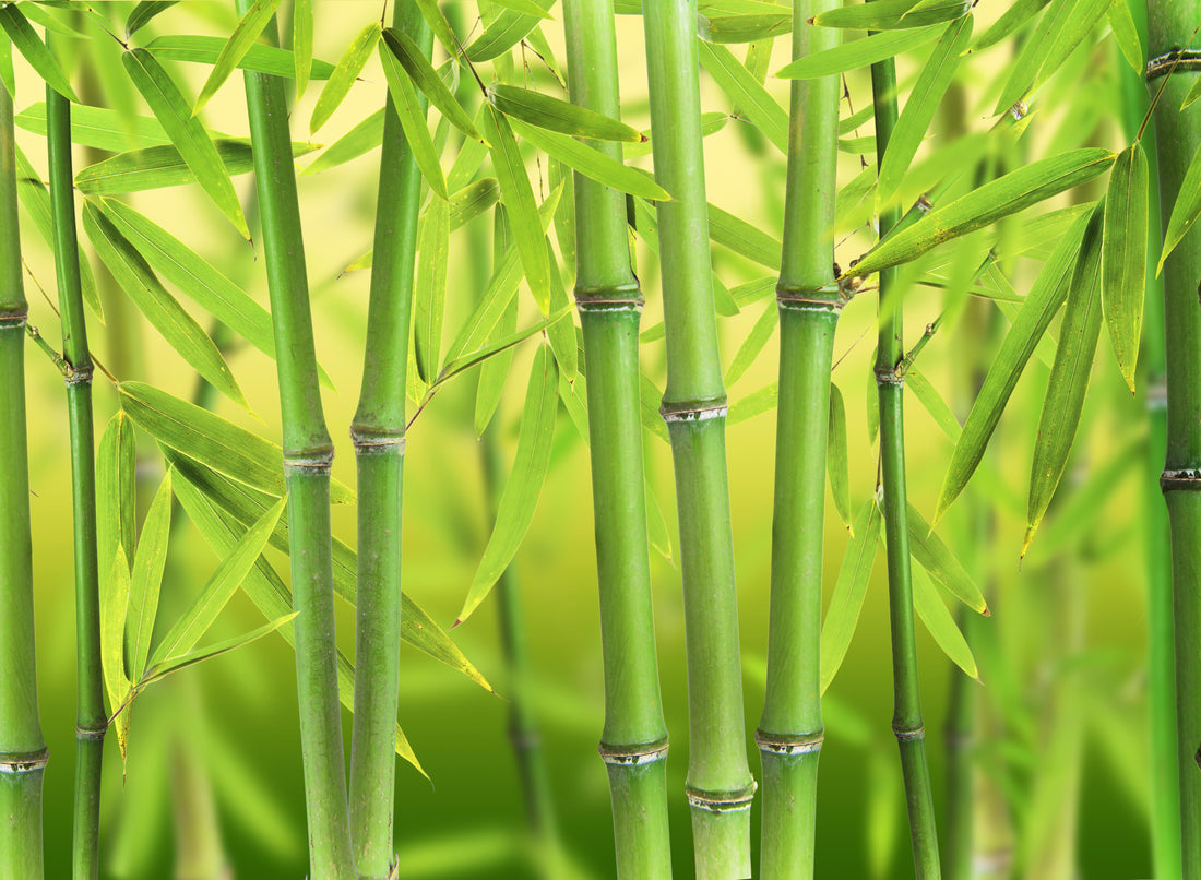 Growing Forest Bamboo: Developments and Challenges