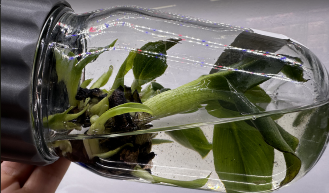 Banana plant in a Biocoupler