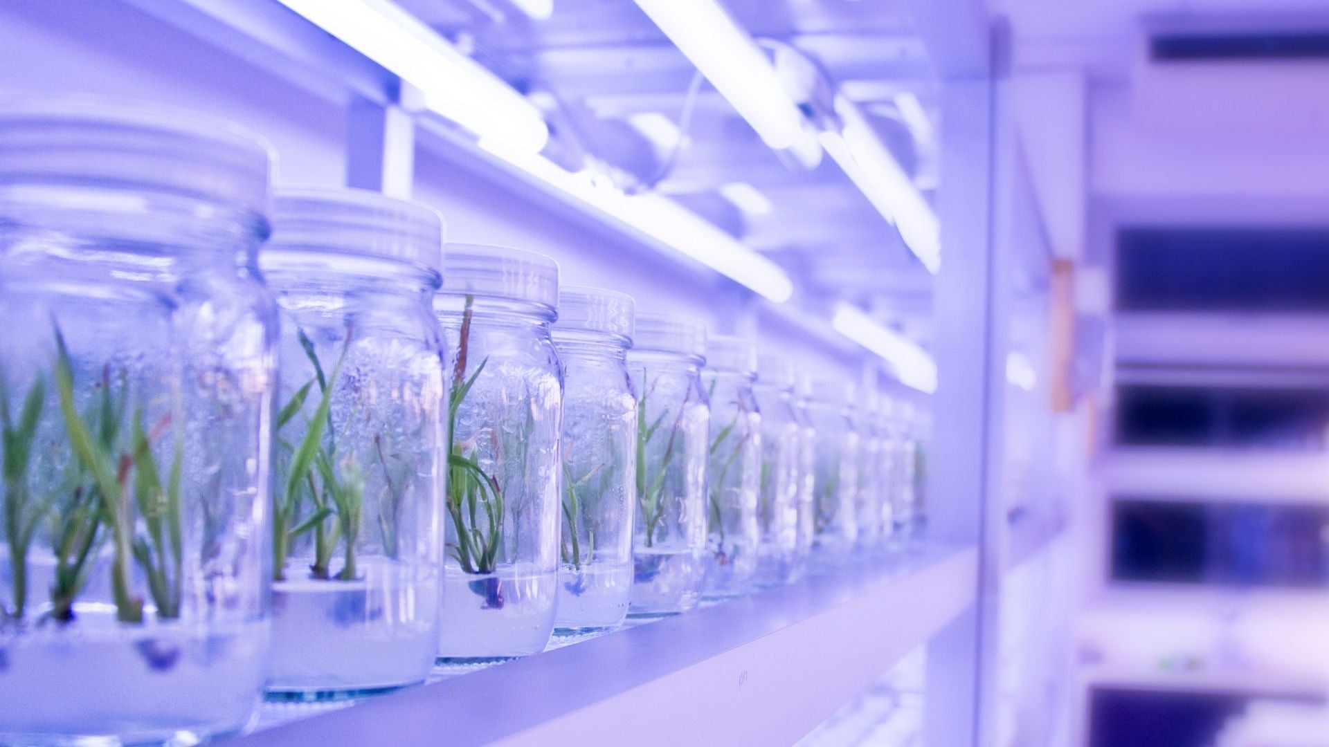 5 Reasons You May Be Failing at Plant Tissue Culture
