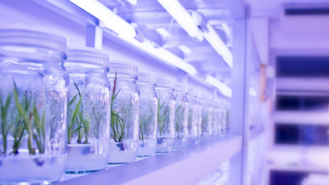 5 Reasons You May Be Failing at Plant Tissue Culture