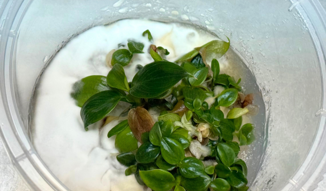 Contaminated plant tissue culture showing fungal growth and unhealthy plantlets inside a culture vessel.