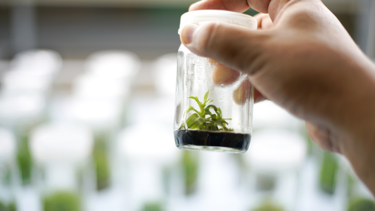 Is an In-House Tissue Culture Lab Right for Your Cannabis Business?