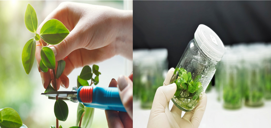 Tissue Culture Vs Conventional Techniques of Growing Plants