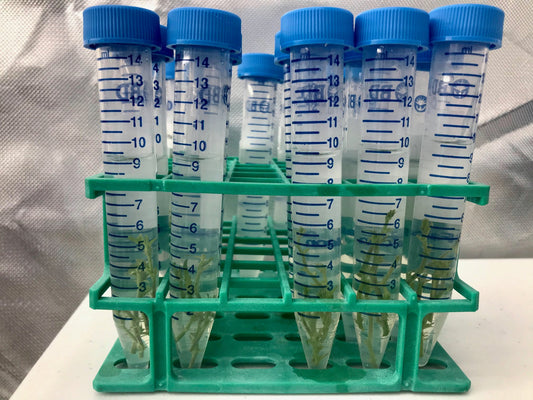 Optimal PPM concentrations determined in order to clone Hemp plants without contamination