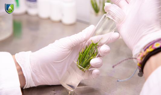Plant tissue culture explants showing growth within a glass culture tube.
