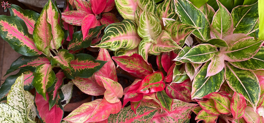 Aglaonema Tissue Culture: Here's What You Should Know