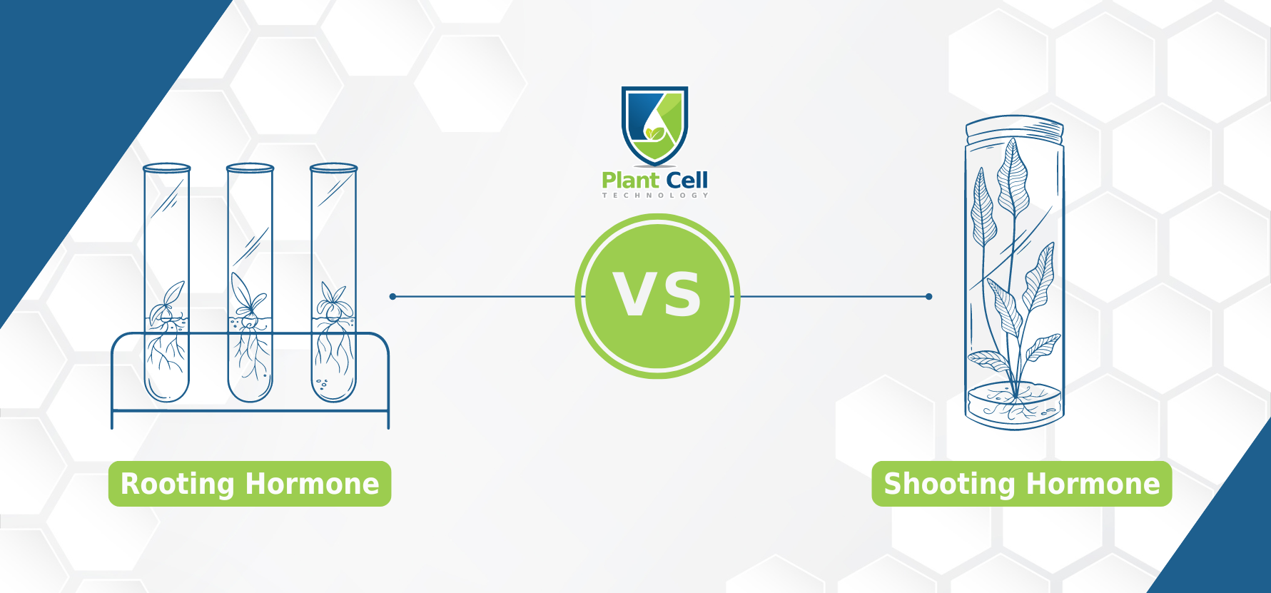 Plant Cell Technology explains rooting hormone versus shooting horomones