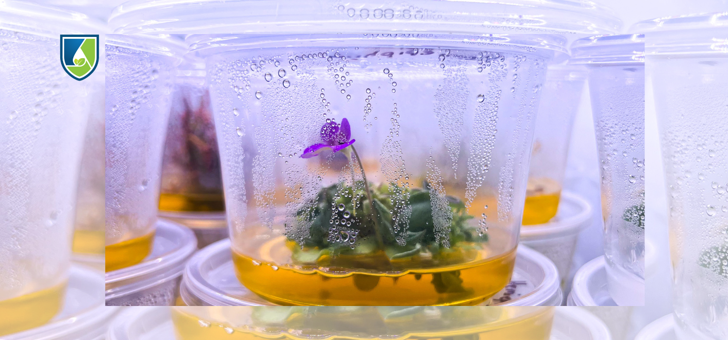 Which Parts of the Plant Are Best for Tissue Culture and How Should They Be Sterilized?