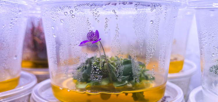 Which Parts of the Plant Are Best for Tissue Culture and How Should They Be Sterilized?