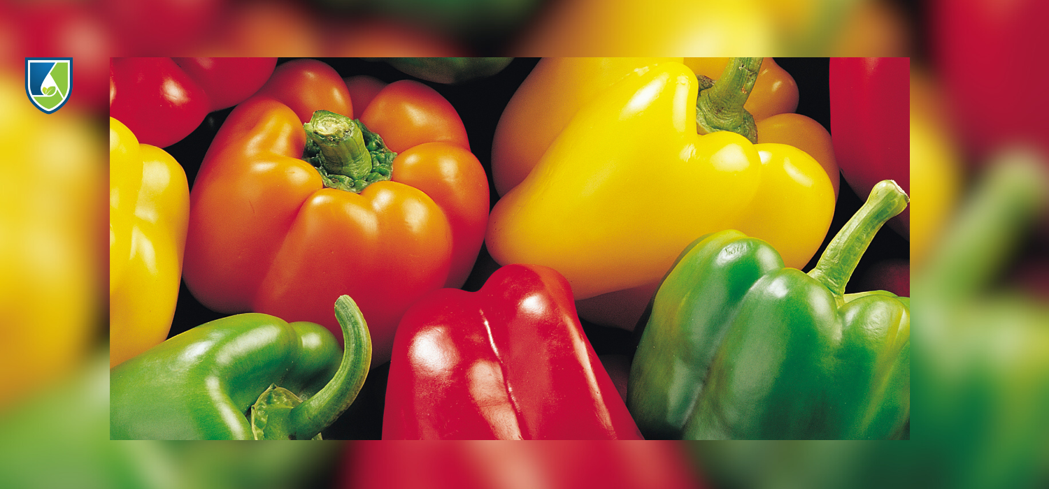 Picked bell peppers in different colors overlapped one another, showcasing the vibrant variety of colors in the Capsicum annuum genus. 