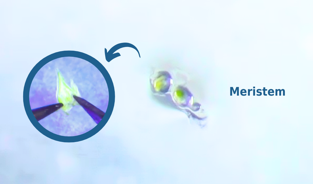 Learn how meristem culture helps with Plant Cell Technology