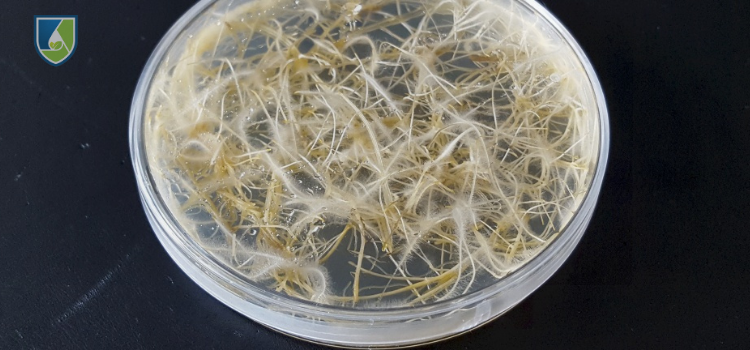 Root development in a tissue culture petri dish highlighting the importance of high-quality root induction before acclimatization