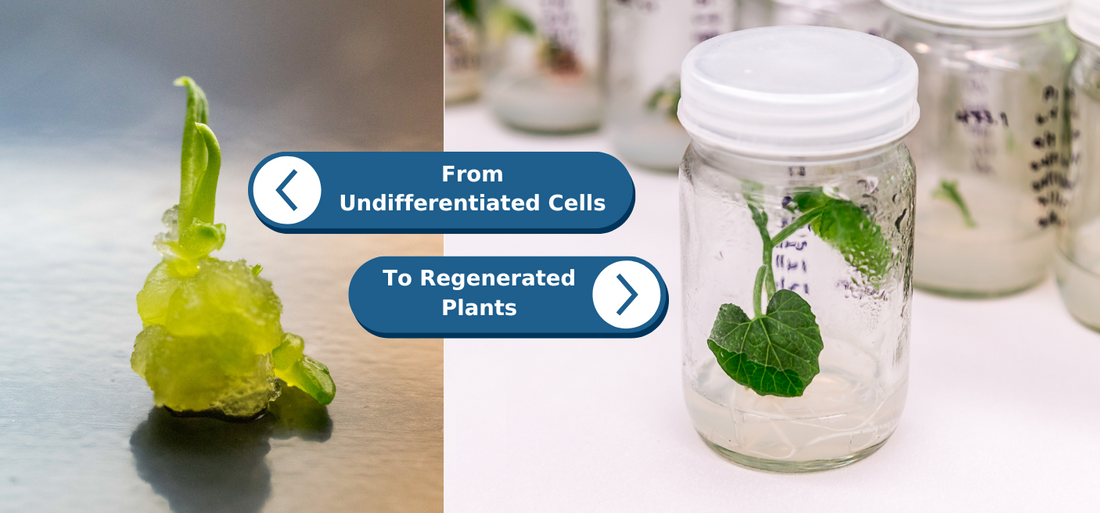 Callus Culture: From Undifferentiated Cells to Regenerated Plants