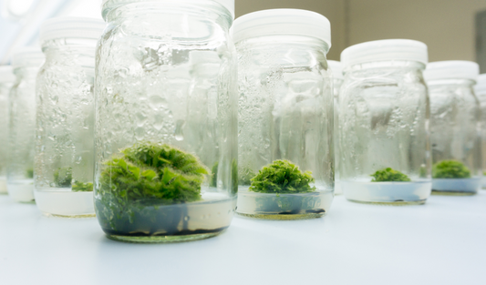 What No One Tells You About Subculturing (Until It’s Too Late)