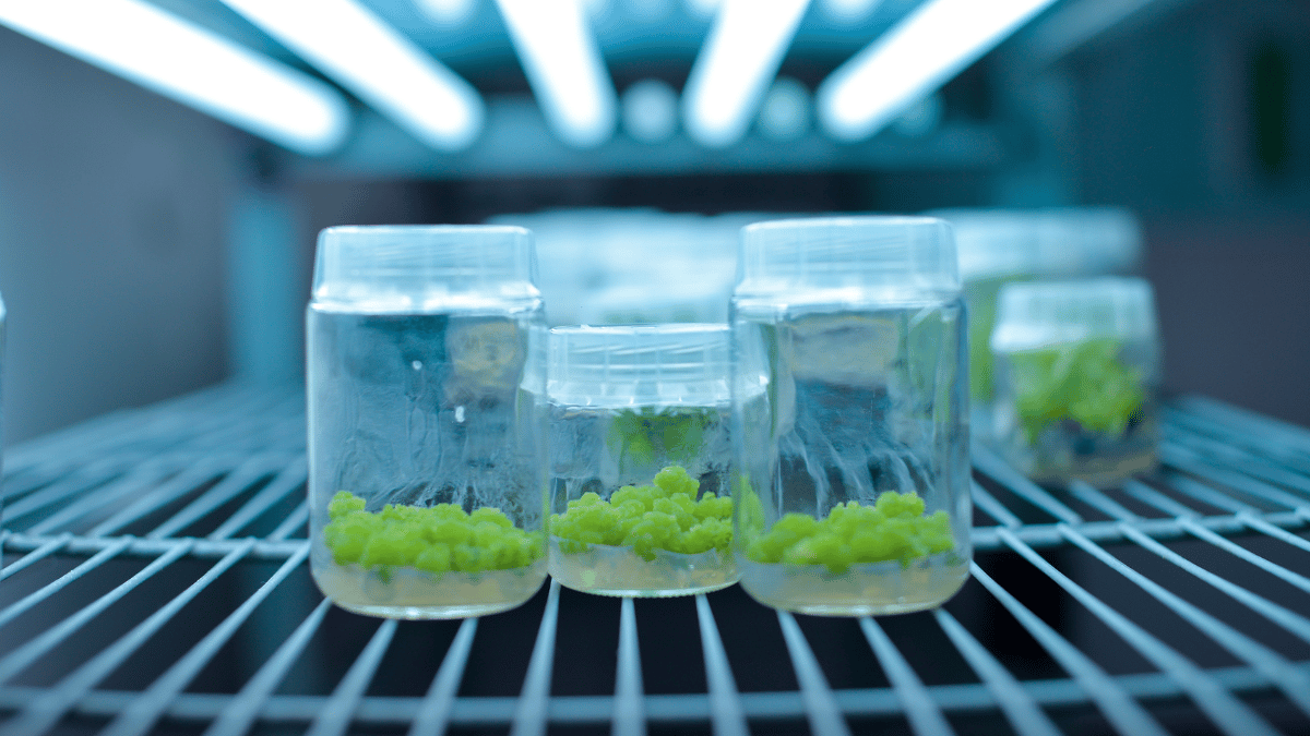Callus Culture: Definition and Applications - Plant Cell Technology