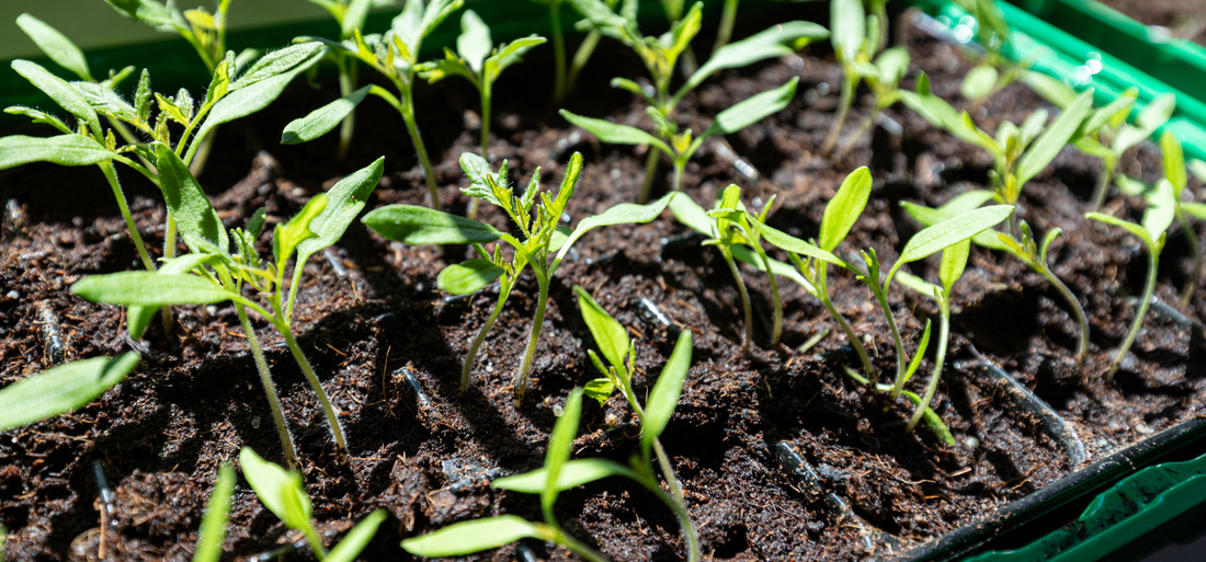Close-up of young tree seedlings emerging from soil, symbolizing growth and scalability in tree propagation through tissue culture.