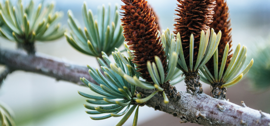 Pine cones on a branch.