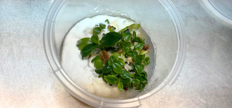 Common Mistakes in Plant Tissue Culture and How to Fix Them