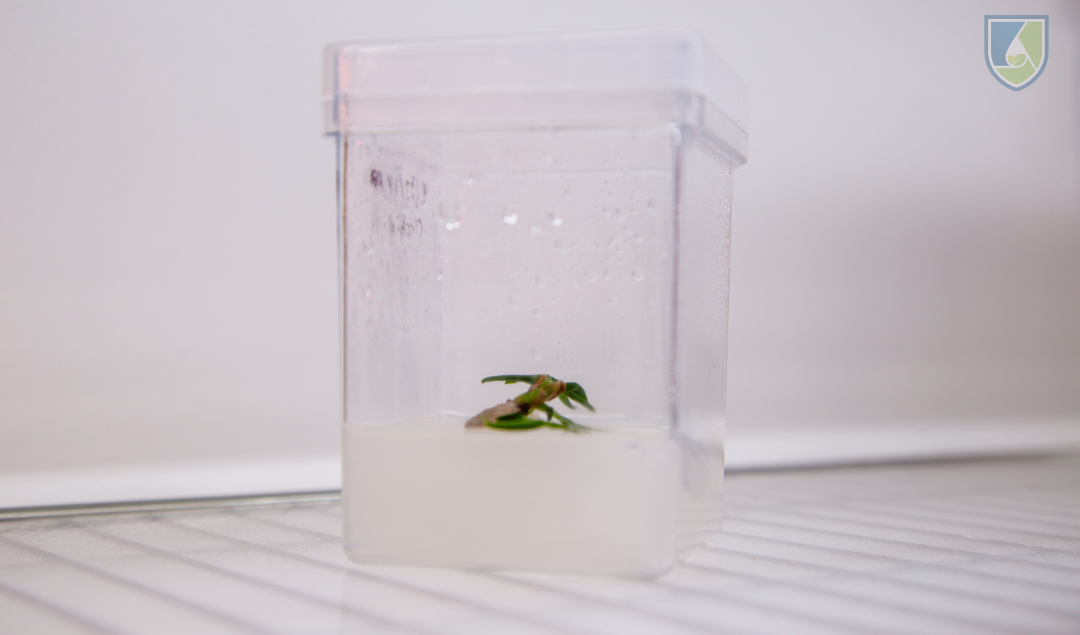 Common Tissue Culture Issues And How To Deal With Them (Part 2)