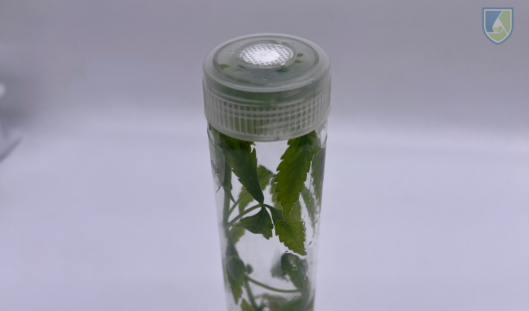 Plant News: Recall of 99 Medical Plants Due To Contamination