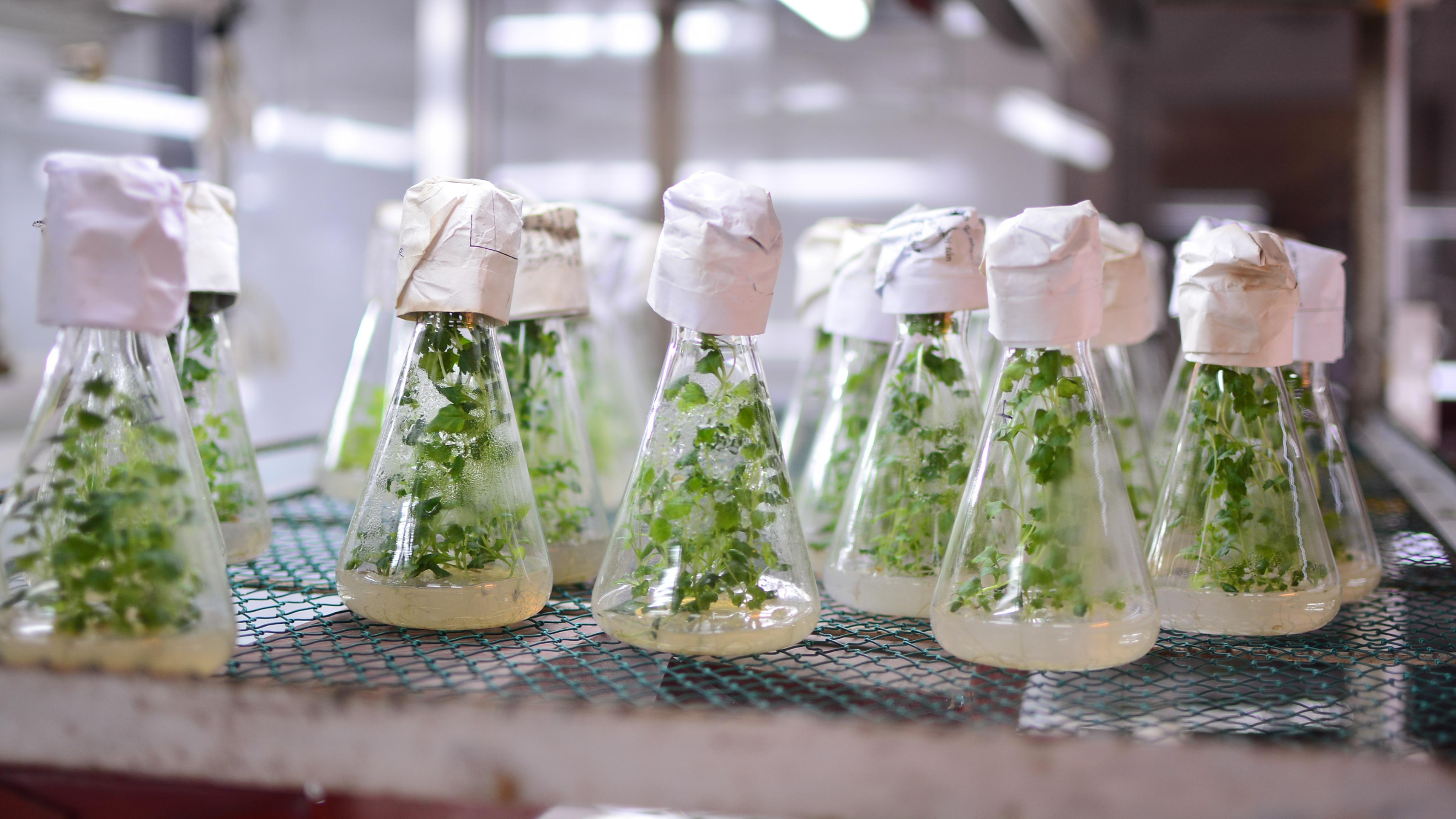 Aseptic plant tissue culture developing in conical flasks, demonstrating a controlled microenvironment for optimized growth and genetic stability.