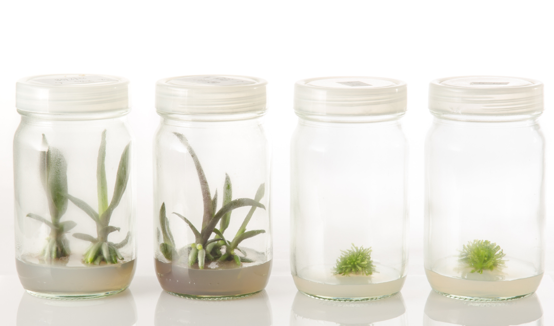 Glass tissue culture vessels showing varying stages of plant growth, comparing outcomes in somatic embryogenesis vs organogenesis