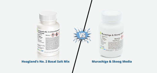Hoagland’s vs. MS Media: Choosing the Right Fit for Your Needs