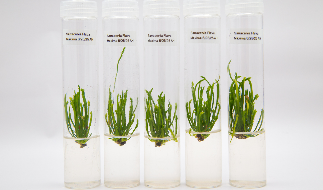 Vented tissue culture tubes containing Sarracenia flava maxima plant samples growing in tissue culture medium.