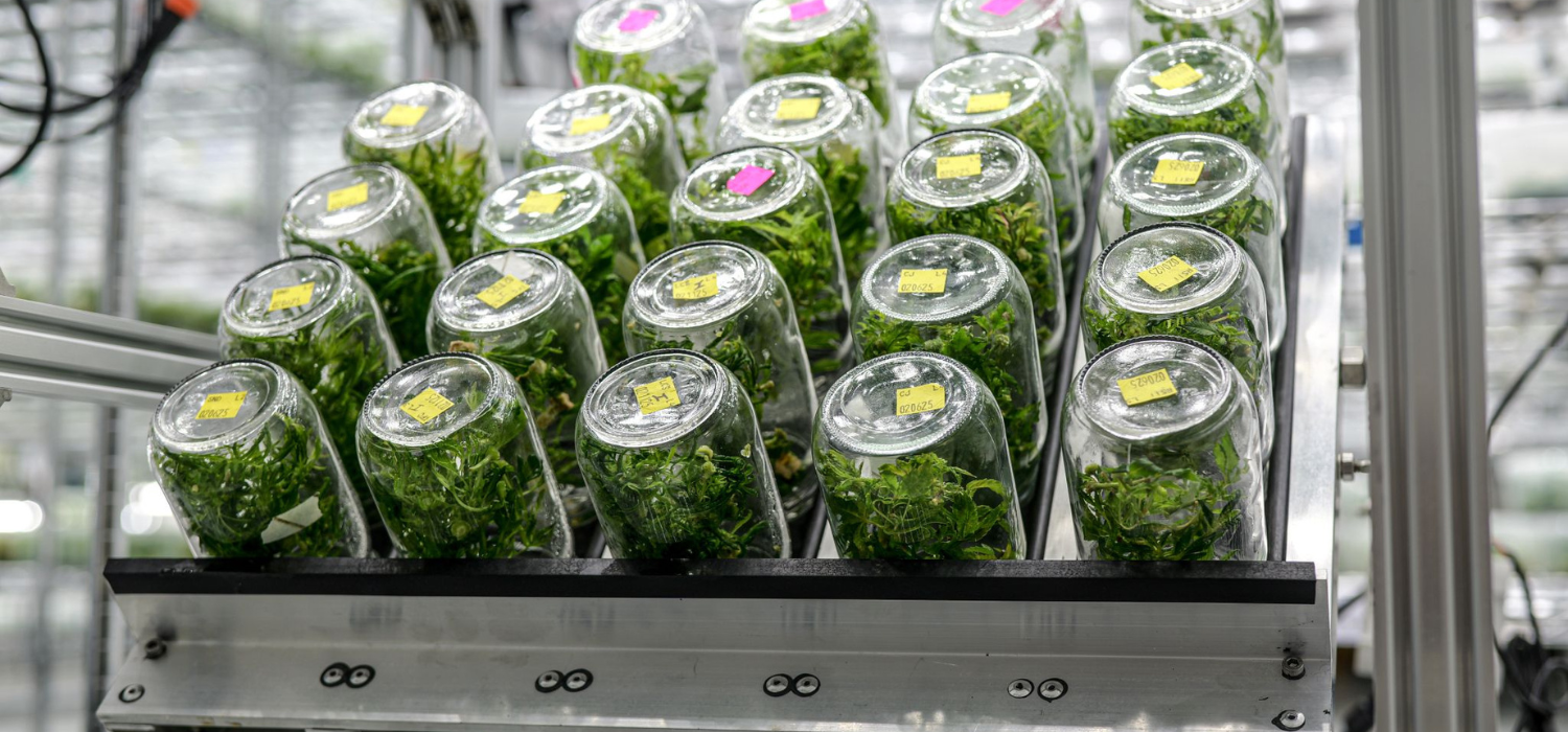 Plant Cell Technology BioTilt system holding Biocoupler® temporary immersion bioreactors with labeled plant tissue culture containers in a laboratory setup.