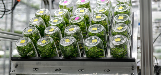 Plant Cell Technology BioTilt system holding Biocoupler® temporary immersion bioreactors with labeled plant tissue culture containers in a laboratory setup.