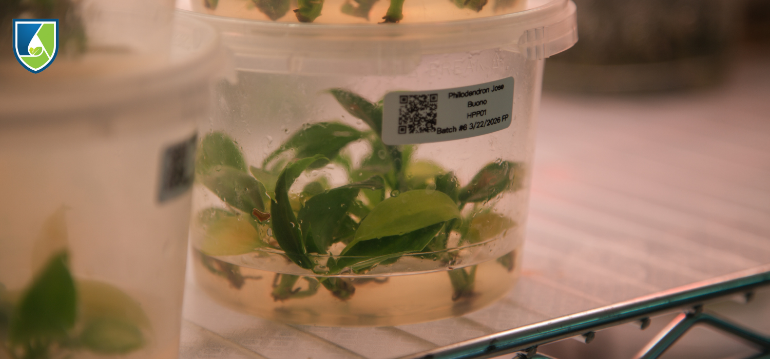 Philodendron growing in tissue culture, illustrating how micropropagation has transformed the rare plant market.
