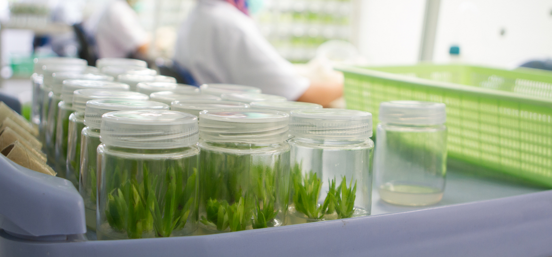 Plant tissue culture vessels in a laboratory setting illustrating large-scale multiplication and rooting in tissue culture