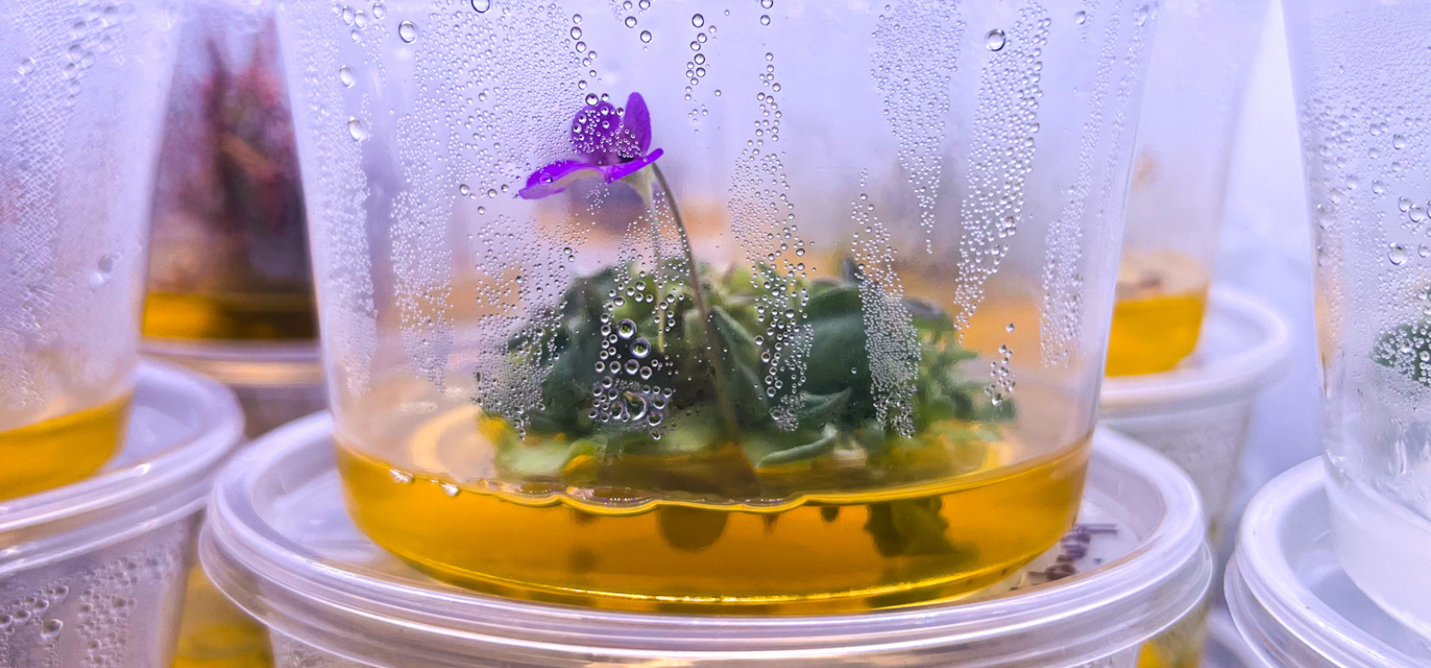 Tissue culture vessel containing agar and a blooming purple flower, showcasing in vitro flowering and advanced plant propagation for sustainable floriculture.