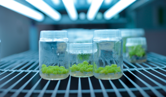 How is Plant Tissue Culture Media Designed?