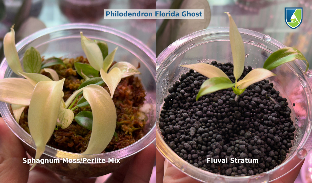 Philodendron Florida Ghost plantlets acclimatizing in sphagnum moss and perlite mix and Fluval Stratum