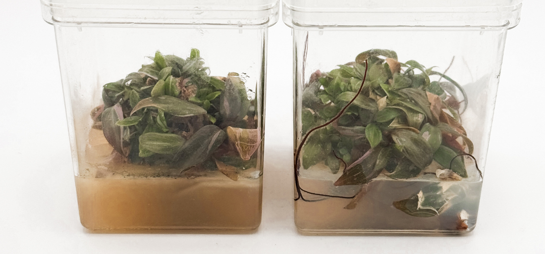 Browning and contaminated plant tissue inside a square culture vessel, with visible dark pigmentation in the medium and microbial growth surrounding the stressed explant.