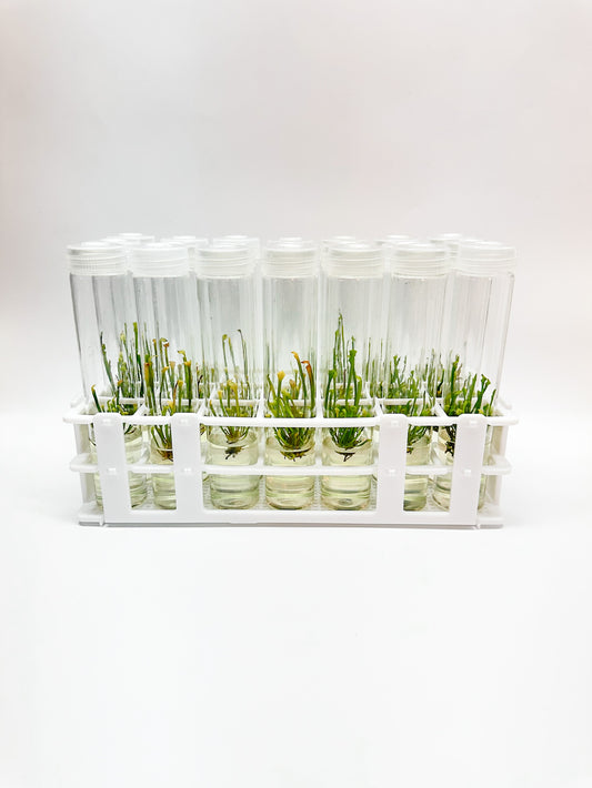 What is the Tissue Culture Process and Why is it in Demand?