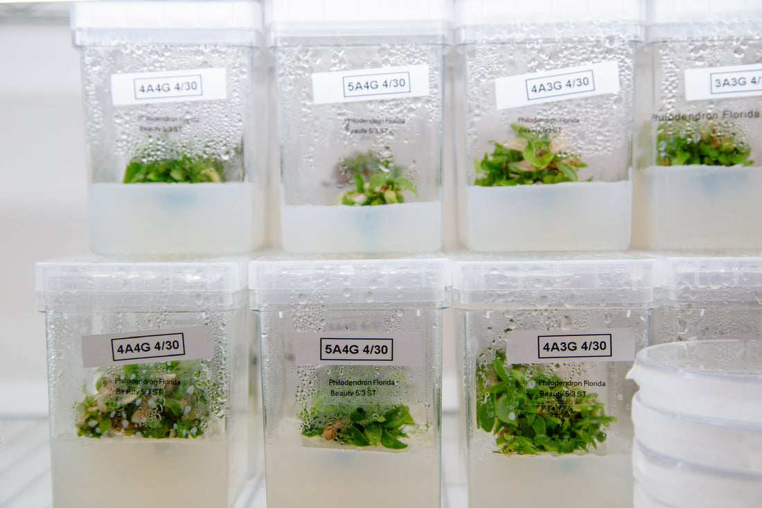 DIY Tissue Culture - Why You Should Be Trying It