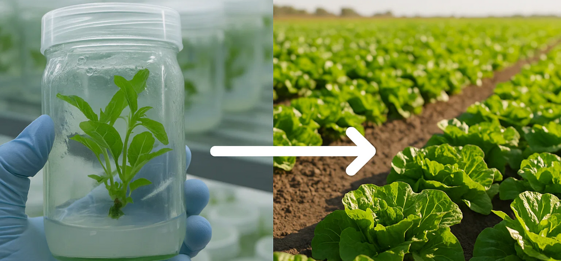 Plant tissue culture jar held in a lab with arrow pointing to commercial lettuce farm, symbolizing the transition from lab-grown to field-ready high-yield crops.