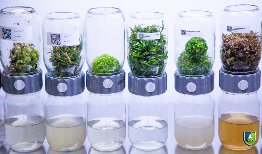 BioCoupler immersion bioreactors for commercial plant tissue culture propagation.