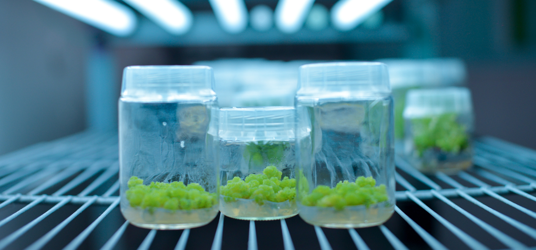 Jars with tissue cultured plants in a glass tissue culture jar that is sitting on a metal rack in a controlled environment