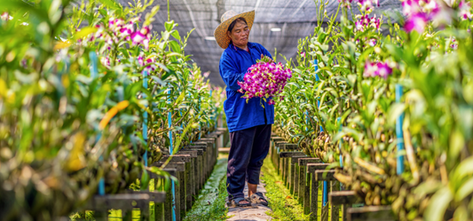 Gardener harvesting flowers in a controlled environment greenhouse for commercial cut flower production.