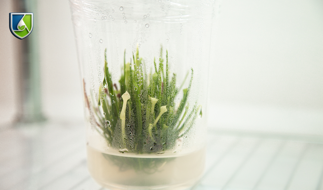 Plant tissue and organ culture sample demonstrating in vitro growth and regeneration within a controlled vessel