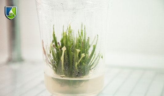 Plant tissue and organ culture sample demonstrating in vitro growth and regeneration within a controlled vessel